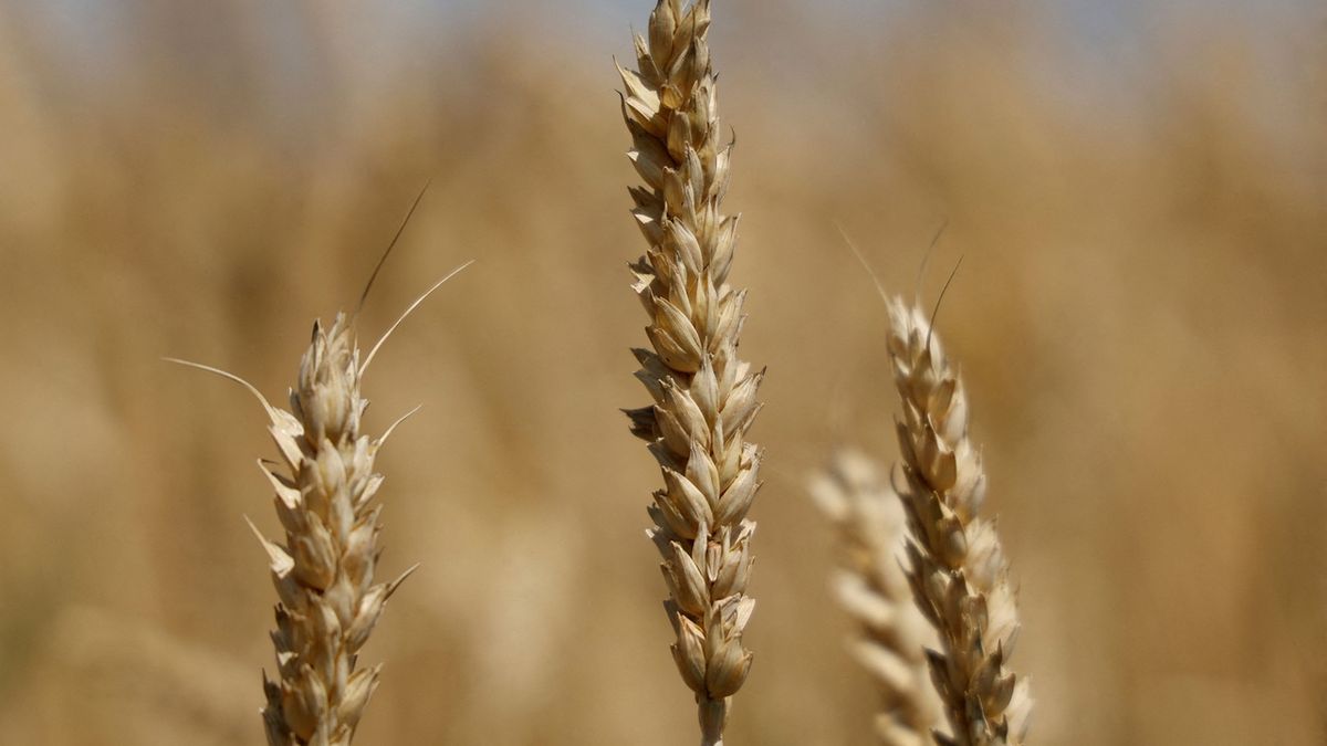 Po Polsku zakázalo dovoz ukrajinského obilí také Maďarsko